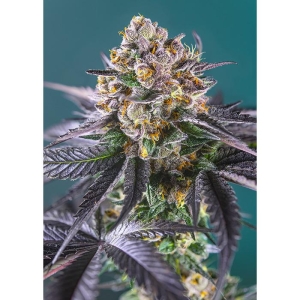 SWEET SEEDS - RED STRAWBERRY BANANA AUTO® FEM (SWS90)