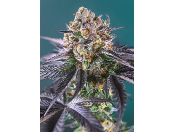 SWEET SEEDS - RED STRAWBERRY BANANA AUTO® FEM (SWS90)