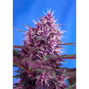 SWEET SEEDS - RED POISON AUTO® FEM (SWS39)