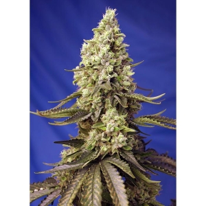 SWEET SEEDS - RUNTZ XL AUTO® FEM (SWS88)