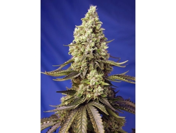 SWEET SEEDS - RUNTZ XL AUTO® FEM (SWS88)