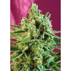 SWEET SEEDS - S.A.D. SWEET AFGANI DELICIOUS CBD® FEM (SWS60)