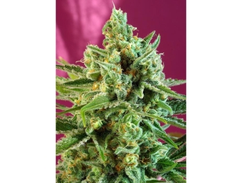 SWEET SEEDS - S.A.D. SWEET AFGANI DELICIOUS CBD® FEM (SWS60)