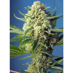 SWEET SEEDS - S.A.D. SWEET AFGANI DELICIOUS AUTO® FEM (SWS24)