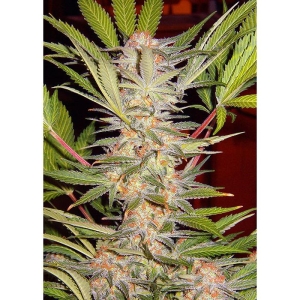 SWEET SEEDS - S.A.D. SWEET AFGANI DELICIOUS S1® FEM (SWS02)