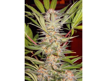 SWEET SEEDS - S.A.D. SWEET AFGANI DELICIOUS S1® FEM (SWS02)