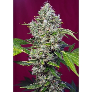 SWEET SEEDS - SAN FERNANDO LEMON KUSH FEM® (SWS62)