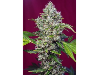 SWEET SEEDS - SAN FERNANDO LEMON KUSH FEM® (SWS62)