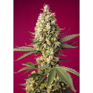 SWEET SEEDS - SKYWALKER OG RUNTZ XL AUTO® FEM (SWS97)