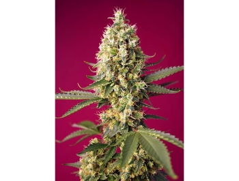 SWEET SEEDS - SKYWALKER OG RUNTZ XL AUTO® FEM (SWS97)