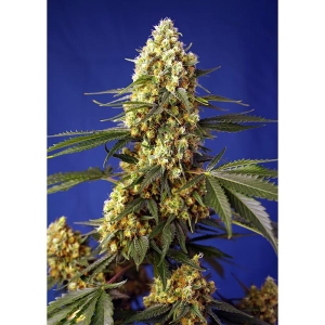 SWEET SEEDS - STRAWBERRY BANANA GELATO XL AUTO® FEM (SWS99)