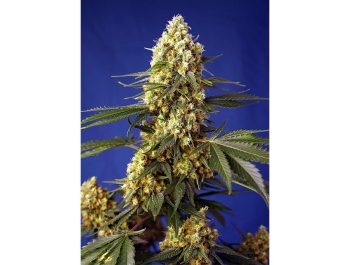SWEET SEEDS - STRAWBERRY BANANA GELATO XL AUTO® FEM (SWS99)