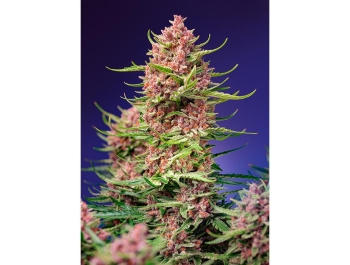 SWEET SEEDS - STRAWBERRY COLA SHERBET F1 FAST VERSION® FEM (SWS106)