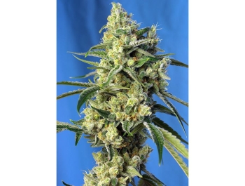 SWEET SEEDS - SWEET AMNESIA HAZE® FEM (SWS72)