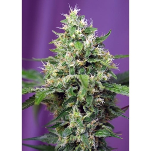 SWEET SEEDS - SWEET AMNESIA HAZE XL AUTO® FEM (SWS57)
