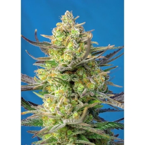 SWEET SEEDS - SWEET CHEESE XL AUTO® FEM (SWS77)