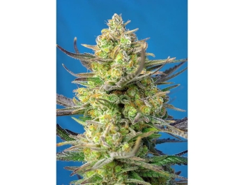 SWEET SEEDS - SWEET CHEESE XL AUTO® FEM (SWS77)