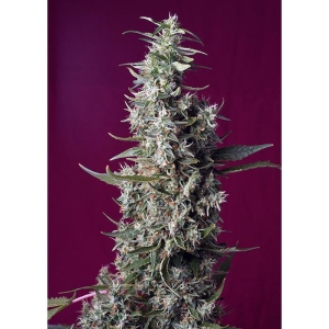 SWEET SEEDS - SWEET CHERRY PIE® FEM (SWS92)