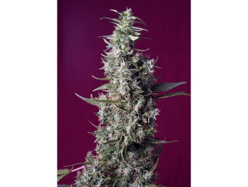 SWEET SEEDS - SWEET CHERRY PIE® FEM (SWS92)