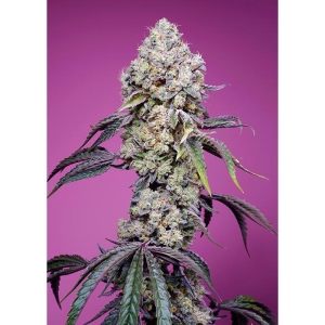 SWEET SEEDS - SWEET MANDARINE ZKITTLEZ F1 FAST VERSION® FEM (SWS102)