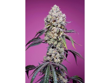 SWEET SEEDS - SWEET MANDARINE ZKITTLEZ F1 FAST VERSION® FEM (SWS102)