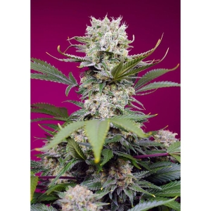 SWEET SEEDS - SWEET MANDARINE ZKITTLEZ XL AUTO® FEM (SWS102)
