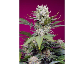 SWEET SEEDS - SWEET MANDARINE ZKITTLEZ XL AUTO® FEM (SWS102)