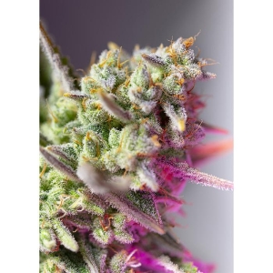 SWEET SEEDS - SWEET MIMOSA XL AUTO® FEM (SWS94)