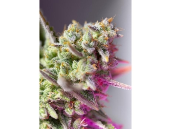 SWEET SEEDS - SWEET MIMOSA XL AUTO® FEM (SWS94)