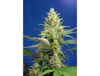 SWEET SEEDS - SWEET PURE AUTO CBD® FEM (SWS65)