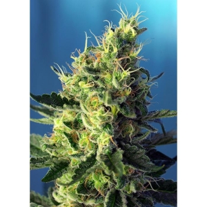 SWEET SEEDS - SWEET PURE CBD® FEM (SWS65)