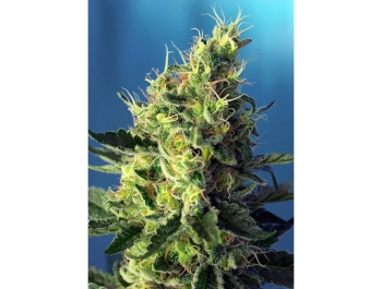 SWEET SEEDS - SWEET PURE CBD® FEM (SWS65)