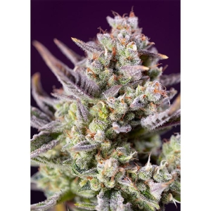 SWEET SEEDS - SWEET ZENZATION XL AUTO® FEM (SWS100)