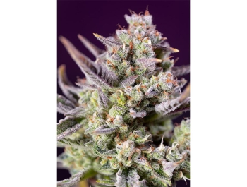 SWEET SEEDS - SWEET ZENZATION XL AUTO® FEM (SWS100)