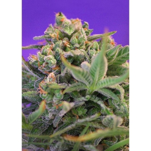 SWEET SEEDS - SWEET CHEESE F1 FAST VERSION® FEM (SWS42)
