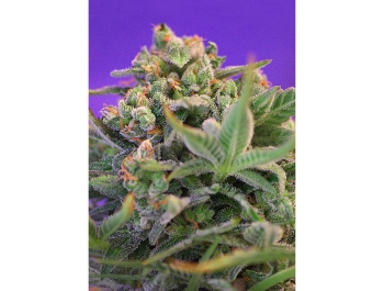 SWEET SEEDS - SWEET CHEESE F1 FAST VERSION® FEM (SWS42)