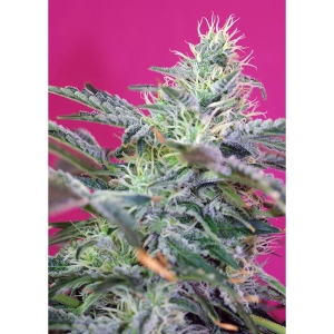 SWEET SEEDS - SWEET CHEESE AUTO® FEM (SWS33)