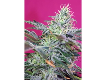 SWEET SEEDS - SWEET CHEESE AUTO® FEM (SWS33)