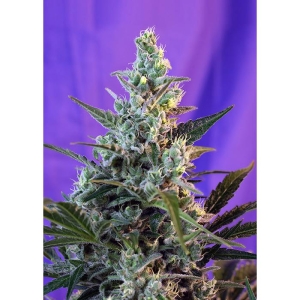 SWEET SEEDS - SWEET SKUNK AUTO® (SWS34)