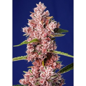 SWEET SEEDS - TROPICANNA POISON F1 FAST VERSION® FEM (SWS585)