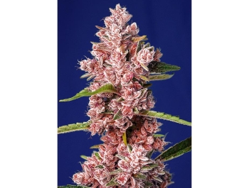 SWEET SEEDS - TROPICANNA POISON F1 FAST VERSION® FEM (SWS585)