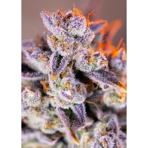 SWEET SEEDS - TROPICANNA POISON XL AUTO® FEM (SWS95)