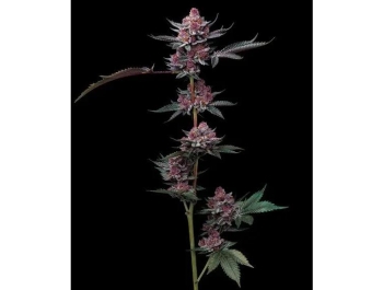 BARNEY'S FARM - CHERRY POPPERS FEM