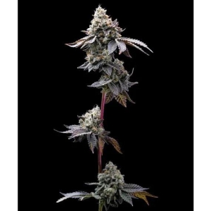 BARNEY'S FARM - GMO COOKIES FEM