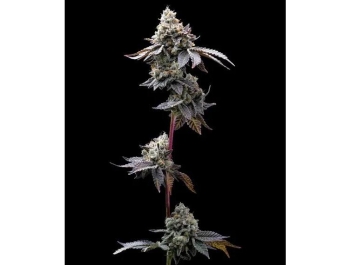 BARNEY'S FARM - GMO COOKIES FEM