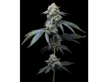 BARNEY'S FARM - JEALOUSY FEM