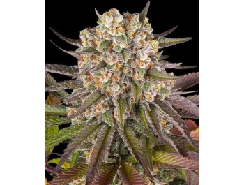 BARNEY'S FARM - LIMONCELLO FEM