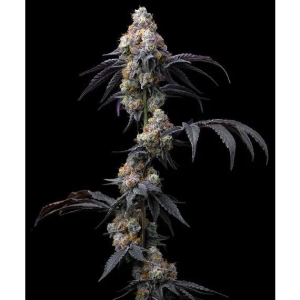 BARNEY'S FARM - RAINBOW SHERBET FEM