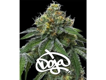 BARNEY'S FARM - RS11 x BANANA OG FEM