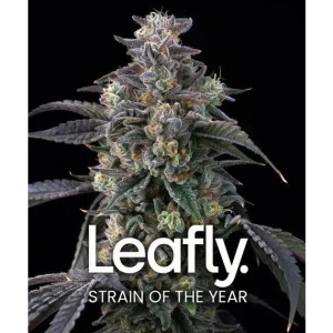 BARNEY'S FARM - SUPER BOOF FEM